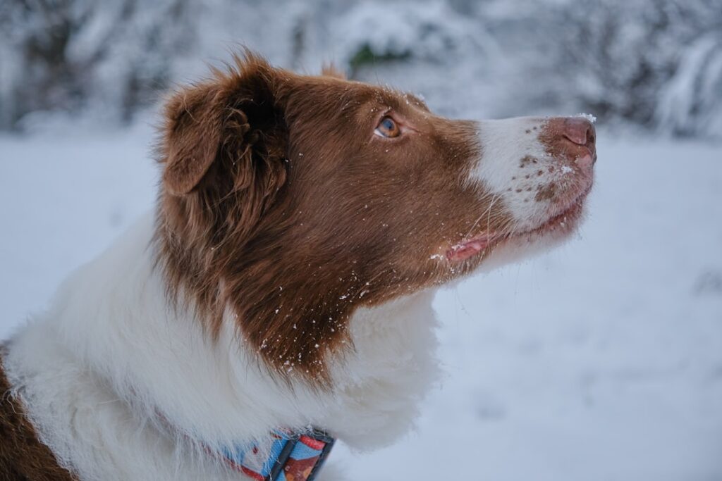 brown and white border collie on snow covered ground during daytime