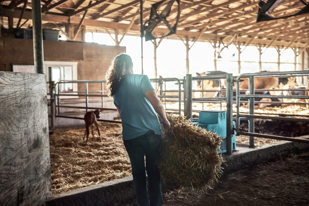 Woman carrying hay through a dairy barn